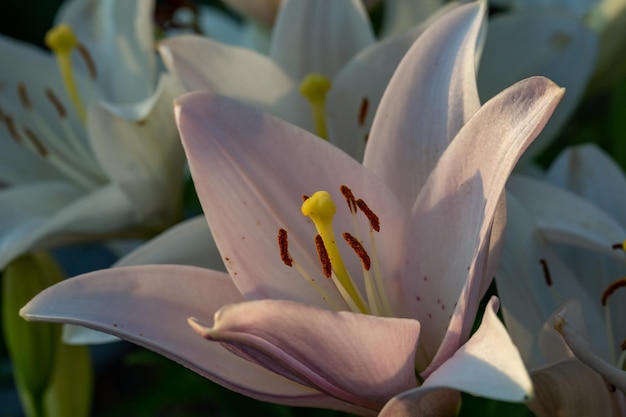 Lys blancs et roses en fleurs dans la photographie macro de lumière du coucher du soleil d'été.