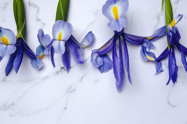 Lys bleu fleur d'en haut. Iris germanique.