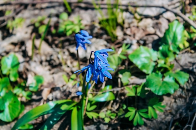 Lys bulbeux (Scilla bifolia) dans la forêt de printemps. Primevère.