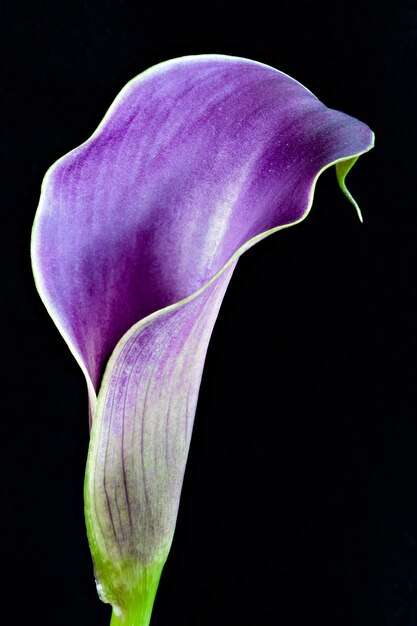 Lys calla violet