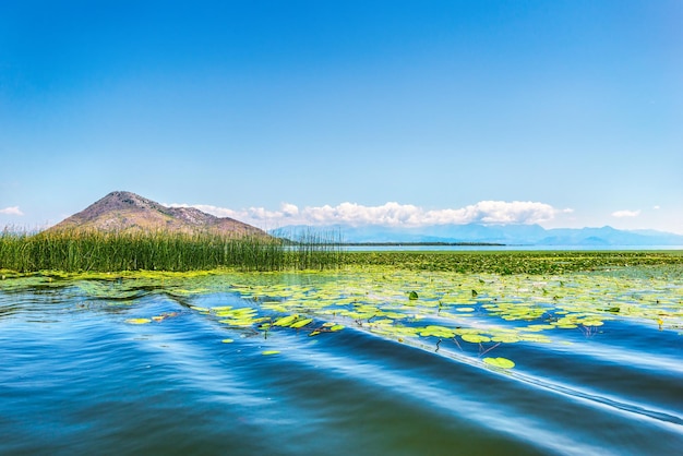 Lys dans les eaux du lac de Skadar, Monténégro