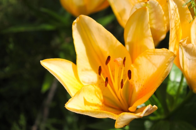 Lys dans le jardin