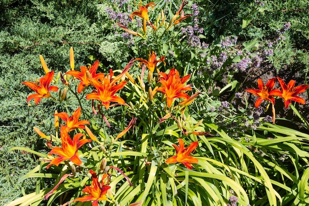 Lys du jour orange