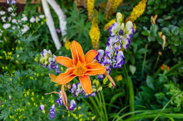 Le lys est orange sur fond d'autres fleurs.