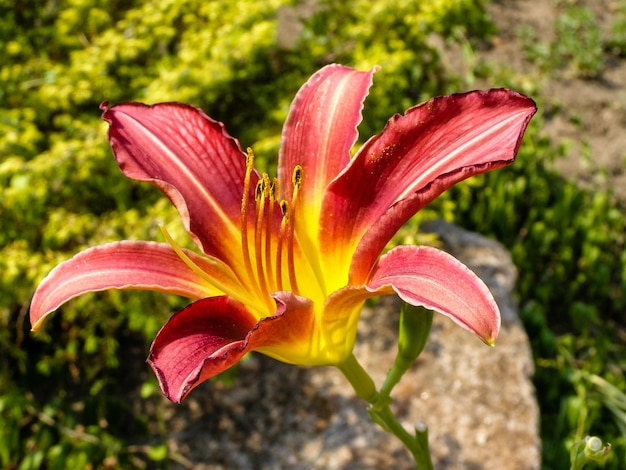 Lys D'été En Fleurs De Couleur Rouge