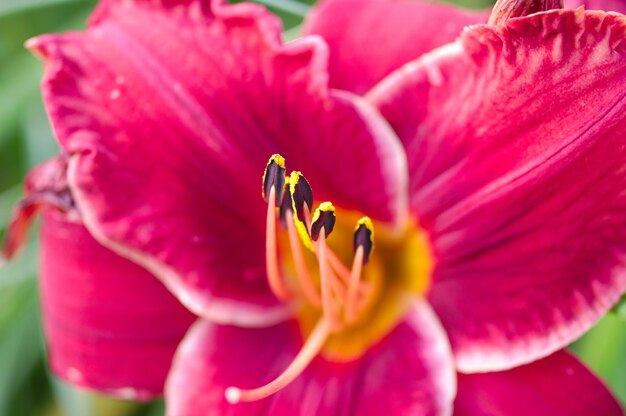 Photo les lys d'été