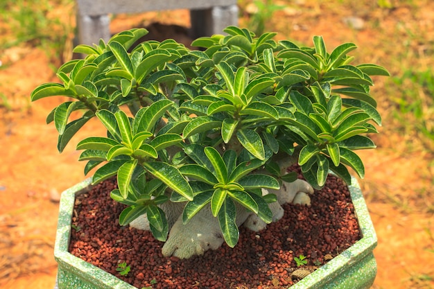 lys impala plante sur pot