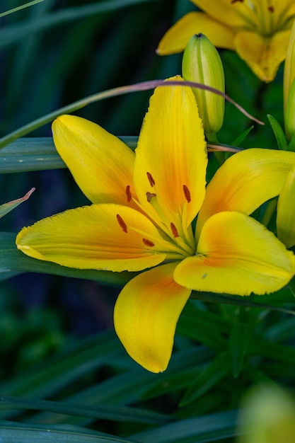 Lys de jardin en fleurs avec des pétales jaunes dans une photographie macro de lumière au coucher du soleil d'été