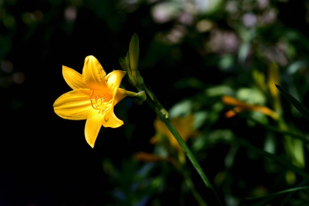 Lys jaune dans le jardin Fleurs d'été Lily