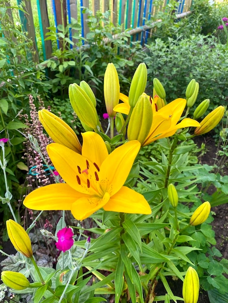 Lys jaune dans le jardin se bouchent