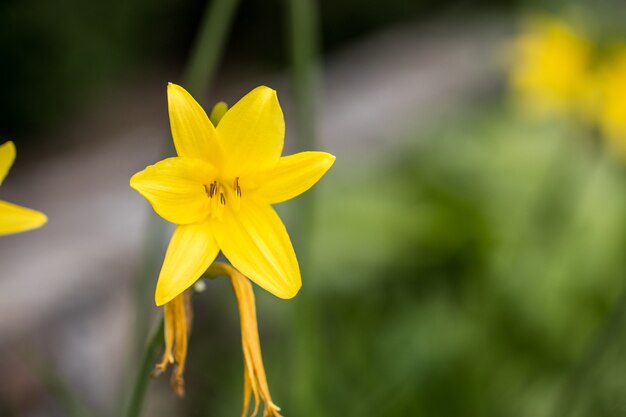 Lys jaune vibrant dans un jardin d'été.