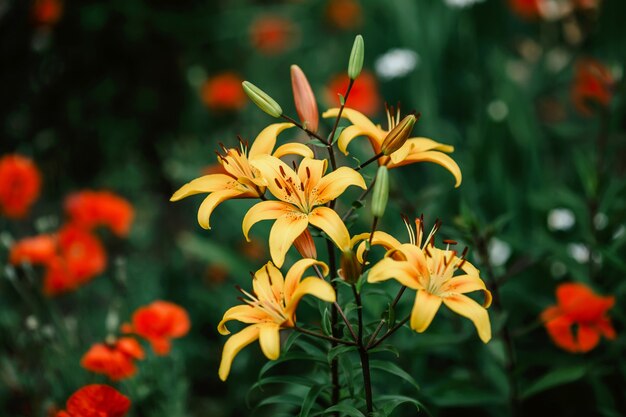 Lys jaunes dans le jardin d'été