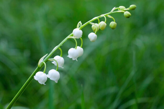 Lys de mai sur l'herbe verte. Photo de fleurs naturelles.