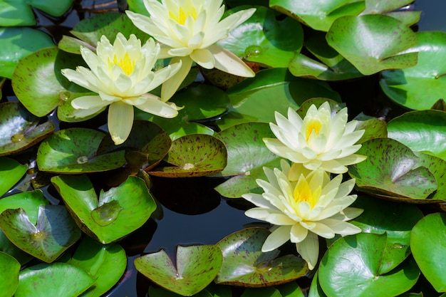 Lys nymphaea alba blanc flottant sur un lac