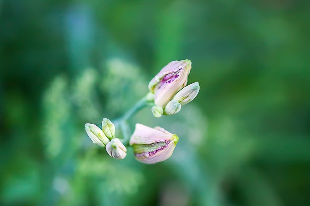 Lys orange belles fleurs dans le jardin d'été