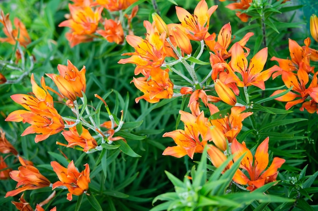 Lys orange dans le cadre du feuillage vert