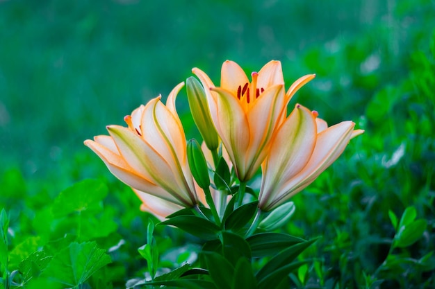 Lys orange dans le jardin sur un arrière-plan flou vert