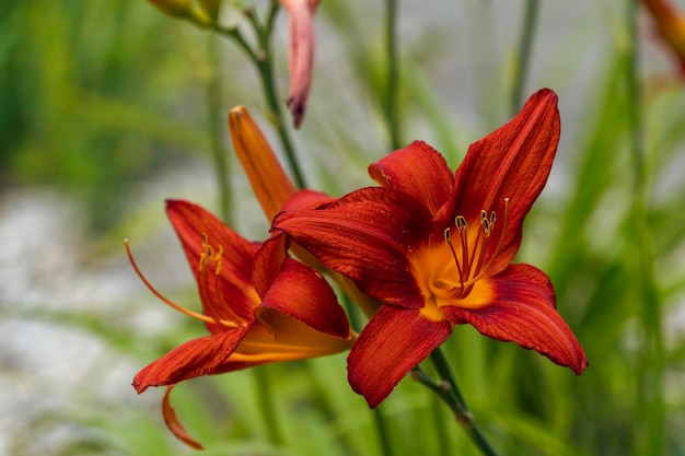 Lys orange en fleurs dans le jardin d'été coup de lumière naturelle