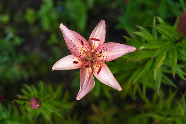 Lys orange en fleurs dans le jardin vert