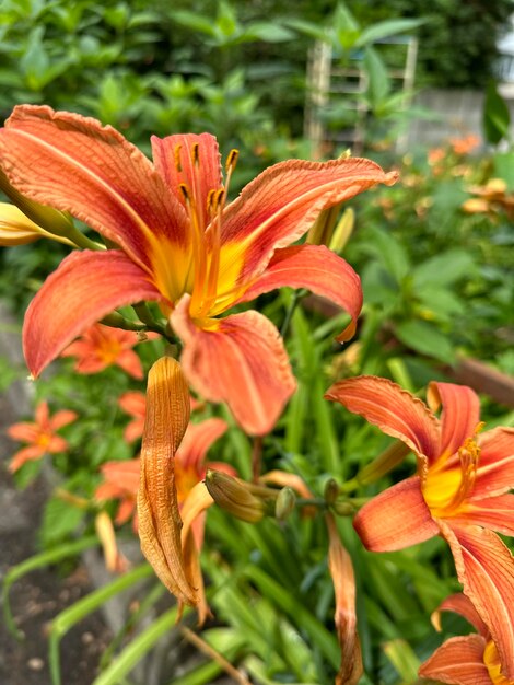 lys orange en fleurs dans le jardin