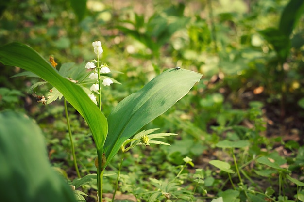 Lys des prés de la vallée