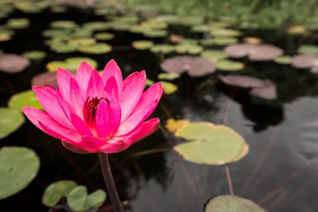 Lys rose en fontaine