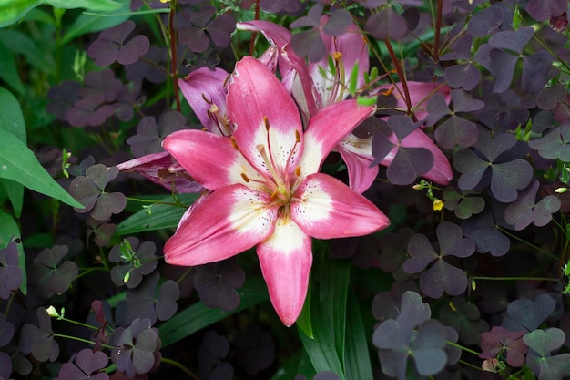 Lys roses dans le fond du jardin