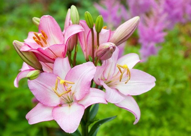 Lys roses sur lit de fleur