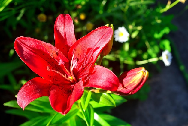 Lys rouge avec bourgeon dans le jardin. Modèle de printemps. Fleurs fraîches, macro, espace libre pour le texte. Mise à plat, vue de dessus