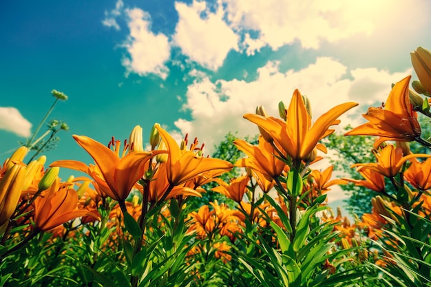 Lys rouges en fleurs contre le ciel par une journée ensoleillée