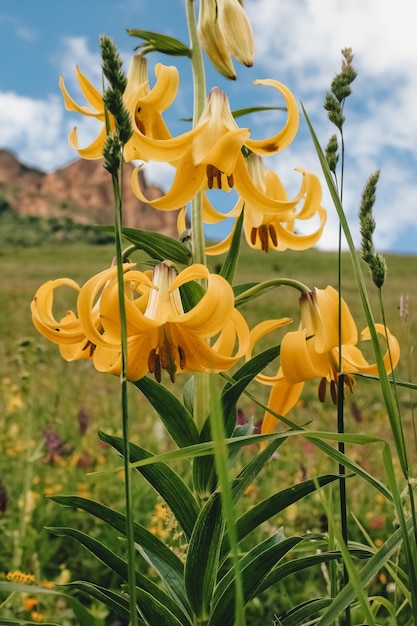 Lys sauvages jaunes dans les montagnes