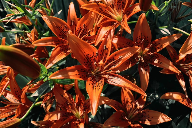 Lys de tigre orange en fleurs dans le jardin d'été