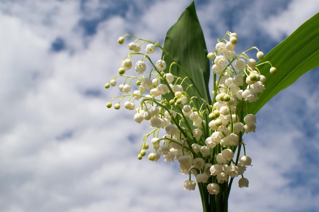 Photo lys de la vallée fleurs blanches jacinthes fleurs de printemps fleurs blanches sauvages mois de mai muguet dans la forêt plante vénéneuse