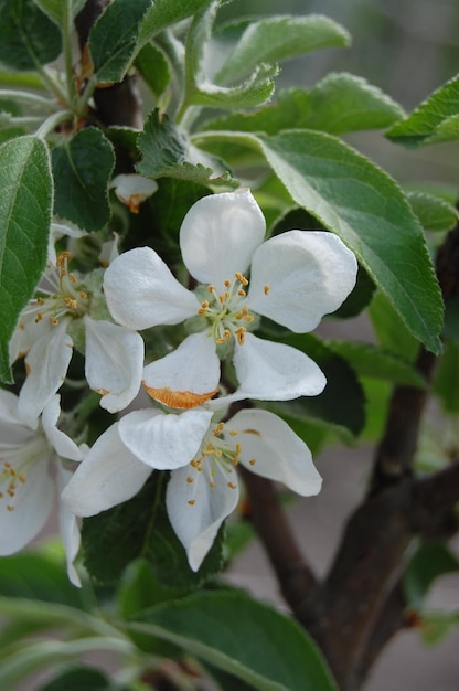 Les Lys de la vallée poussent à partir de la fleur du sol