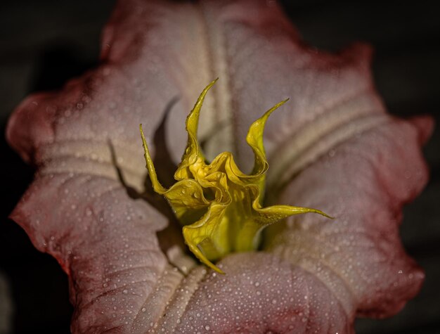 Ma vision particulière de la Nature qui m'entoure d'un point de vue macro, avec des formes et du texte