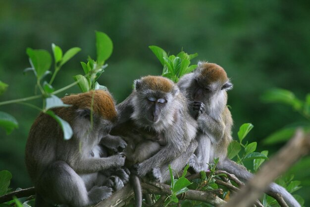 Photo macaca fascicularis assis dans l'arbre à ngarai sianok à l'ouest de sumatra