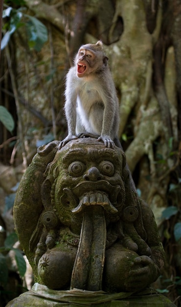 Photo le macaque est assis sur des pierres dans le temple. indonésie. l'île de bali.