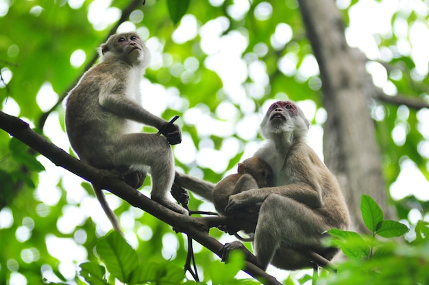 macaque de la faune dans la nature