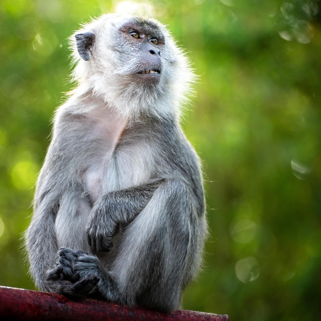 Macaque avec fond de nature verdoyante