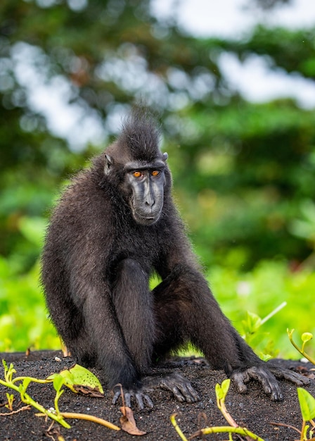 Macaque huppé de Célèbes est assis sur le sable dans le contexte de la jungle Indonésie Sulawesi