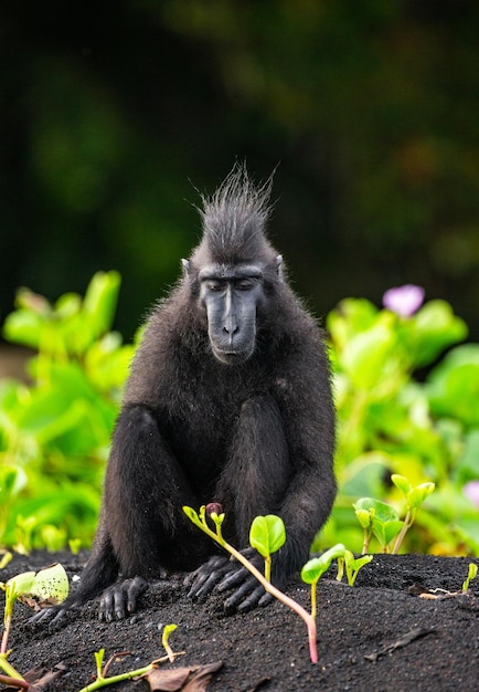 Macaque huppé de Célèbes est assis sur le sable dans le contexte de la jungle Indonésie Sulawesi