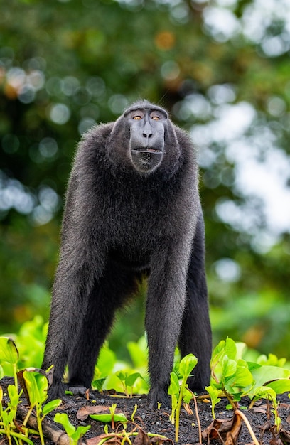 Le macaque huppé des Célèbes est debout sur le sable sur fond de jungle Indonésie Sulawesi