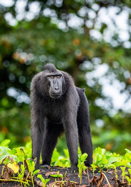 Le macaque huppé des Célèbes est debout sur le sable sur fond de jungle Indonésie Sulawesi