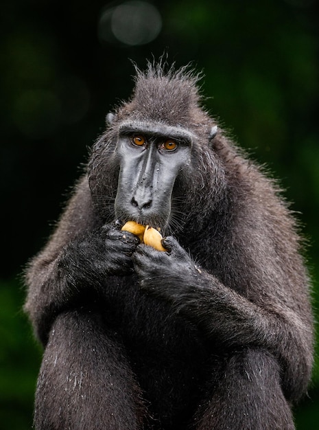 Macaque huppé de Célèbes mange des fruits Indonésie Sulawesi