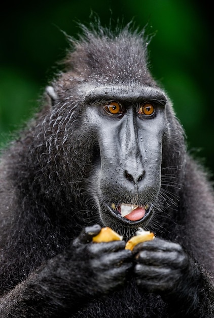 Macaque huppé de Célèbes mange des fruits Indonésie Sulawesi