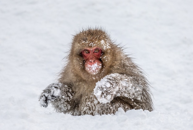 Macaque japonais assis dans la neige