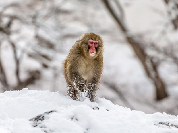 Macaque japonais assis dans la neige