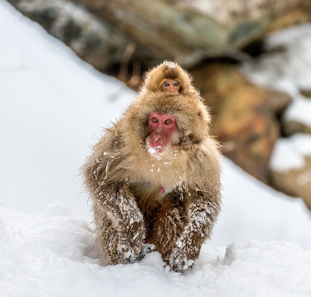 Macaque japonais assis dans la neige