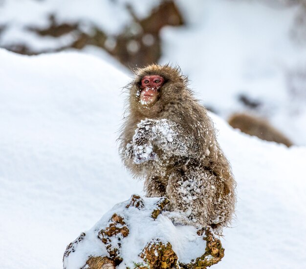 Macaque japonais assis dans la neige