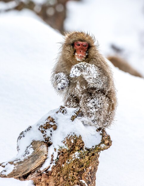 Macaque japonais assis dans la neige